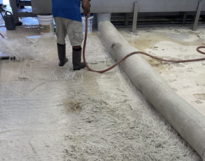 Pet Stain Removal Services